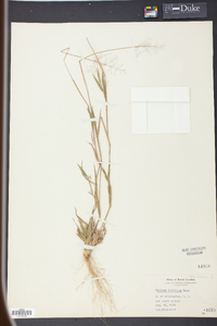 Panicum trifolium image