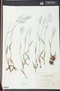 Panicum trifolium image