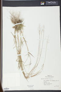 Panicum trifolium image