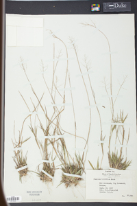 Panicum trifolium image