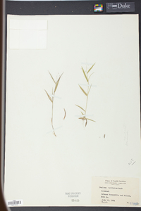 Panicum trifolium image