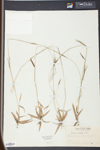 Panicum trifolium image