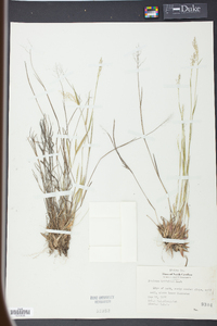 Panicum trifolium image