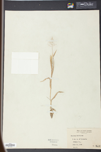 Panicum trifolium image