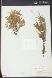 Panicum tsugetorum image