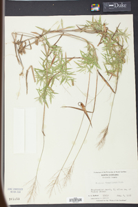 Panicum tsugetorum image