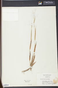 Panicum tsugetorum image