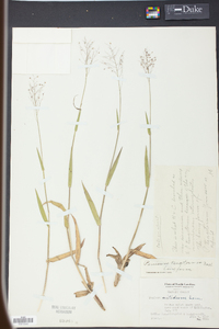 Panicum tsugetorum image