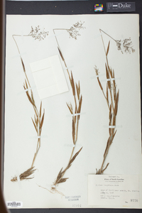 Panicum tsugetorum image