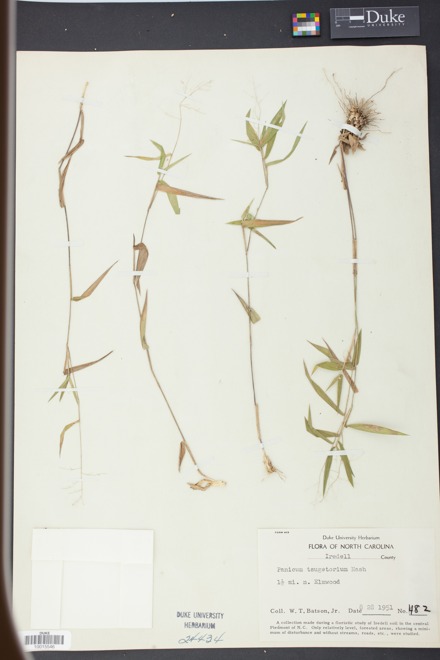 Panicum tsugetorum image