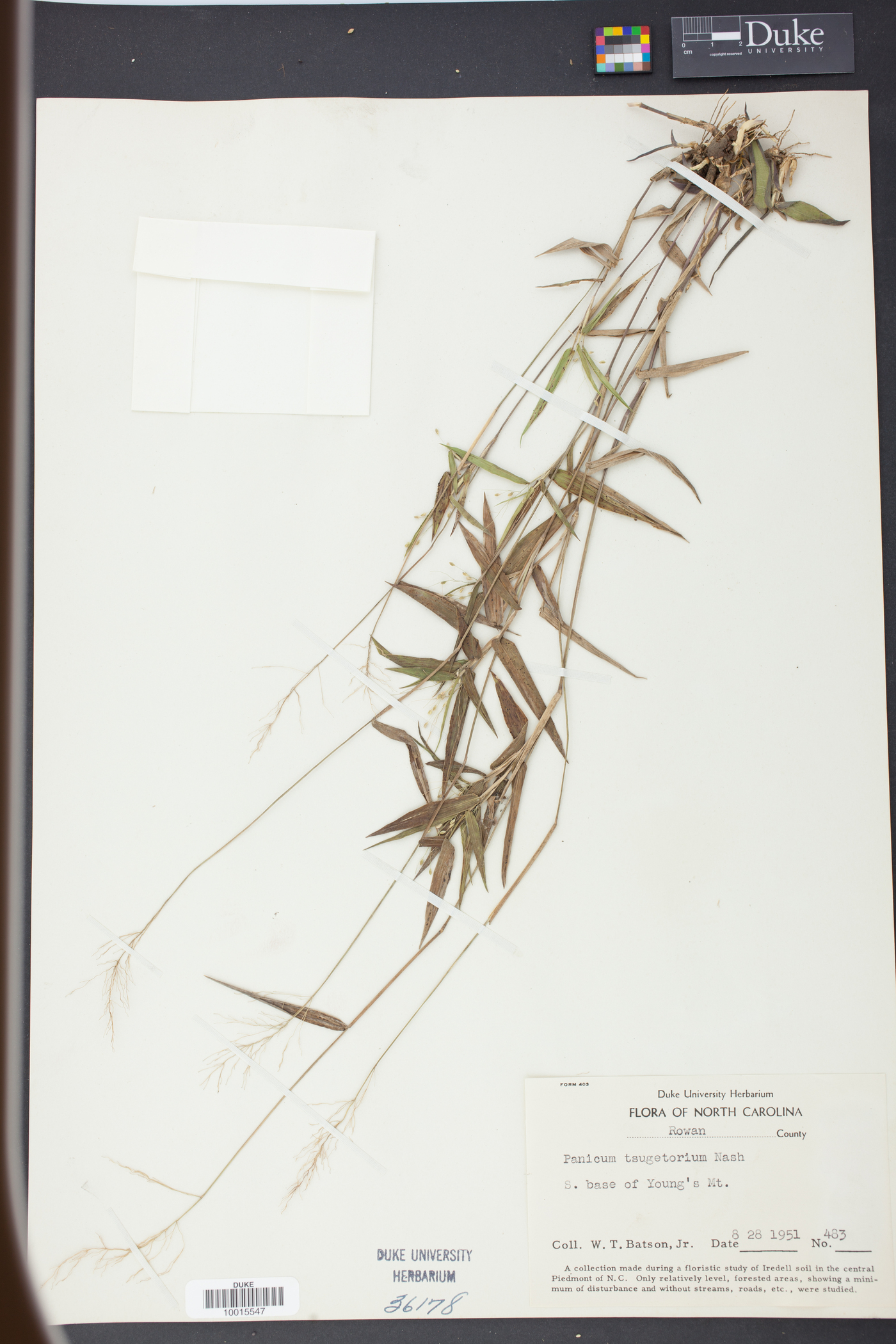 Panicum tsugetorum image