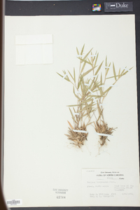 Panicum tsugetorum image