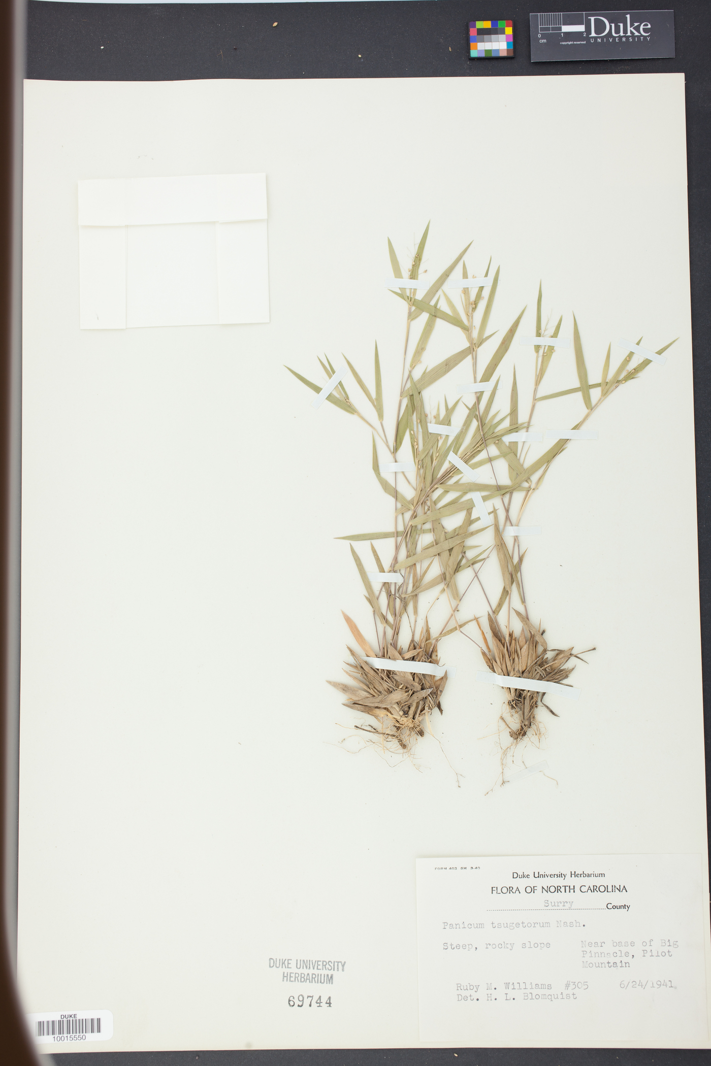 Panicum tsugetorum image