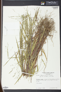 Kellochloa verrucosa image