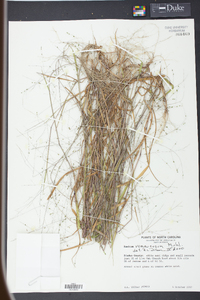 Kellochloa verrucosa image