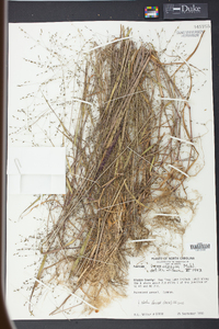 Kellochloa verrucosa image