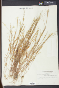 Kellochloa verrucosa image