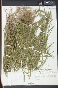 Kellochloa verrucosa image