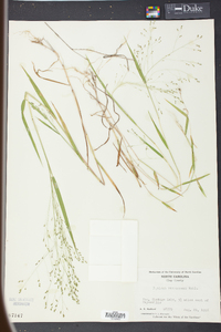 Kellochloa verrucosa image