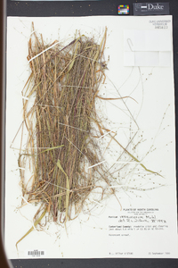 Kellochloa verrucosa image