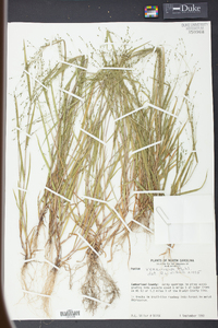 Kellochloa verrucosa image