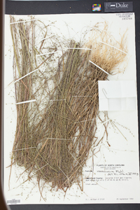 Kellochloa verrucosa image