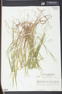 Kellochloa verrucosa image