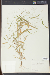 Kellochloa verrucosa image