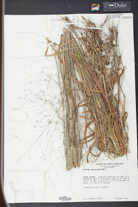 Kellochloa verrucosa image