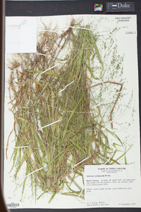 Kellochloa verrucosa image