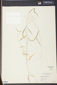 Kellochloa verrucosa image