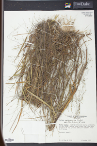 Kellochloa verrucosa image