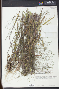 Kellochloa verrucosa image