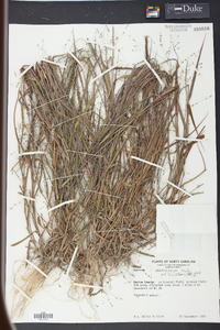 Kellochloa verrucosa image