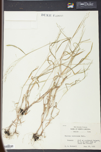 Kellochloa verrucosa image