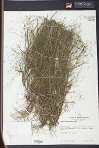 Kellochloa verrucosa image