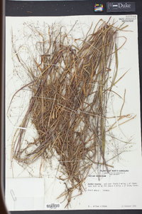 Kellochloa verrucosa image