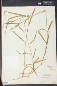 Kellochloa verrucosa image