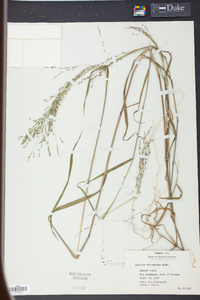 Kellochloa verrucosa image