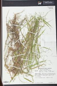 Kellochloa verrucosa image