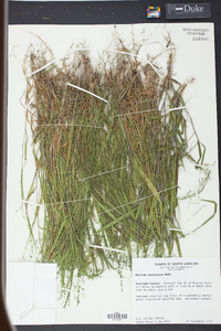 Kellochloa verrucosa image