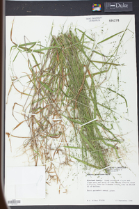 Kellochloa verrucosa image