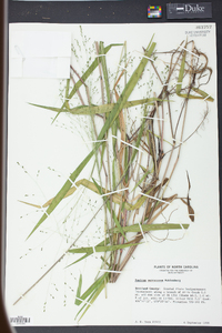 Kellochloa verrucosa image