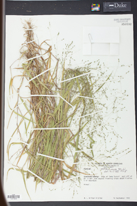 Kellochloa verrucosa image