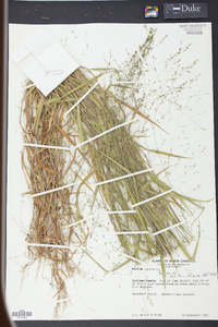 Kellochloa verrucosa image