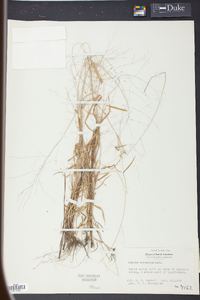 Kellochloa verrucosa image