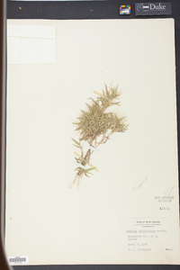 Panicum wrightianum image