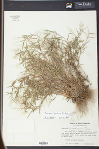 Panicum wrightianum image