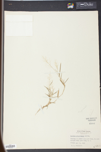 Panicum wrightianum image