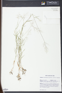 Panicum wrightianum image